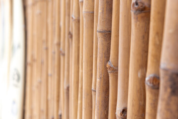 natural bamboo background