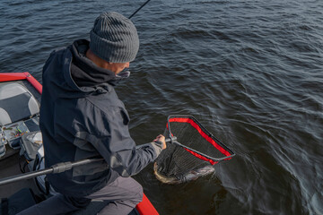 Fisherman takes pike fish by fishing landing net