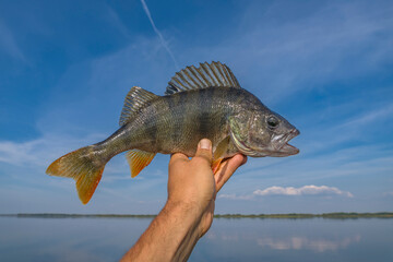 Perch fish in fisherman hand. Successful fishing on lake