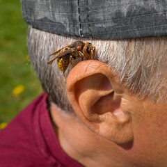 Big hornet on human ear before insect bite