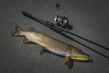 Pike fishing. Muskellunge fish with spinning tackle on boat platform