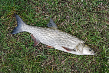 Asp fishing. Fresh aspius fish on grass