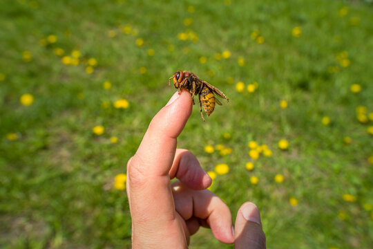 Big hornet on human finger at green meadow