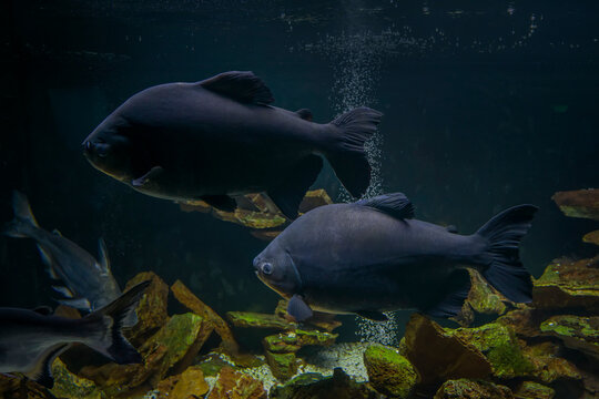 Black pacu fish, giant piranha in aquarium. Tambaqui, Colossoma macropomum