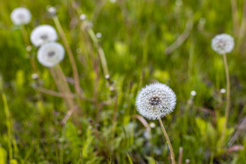 blooming dandelion flower in focus on a background of other flowers