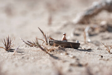 Little boat with fisherman in a desert