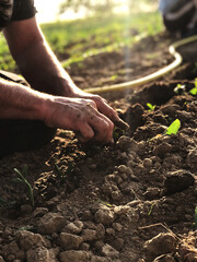 planting a tomato