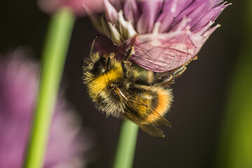 
Evening rest of bumblebee