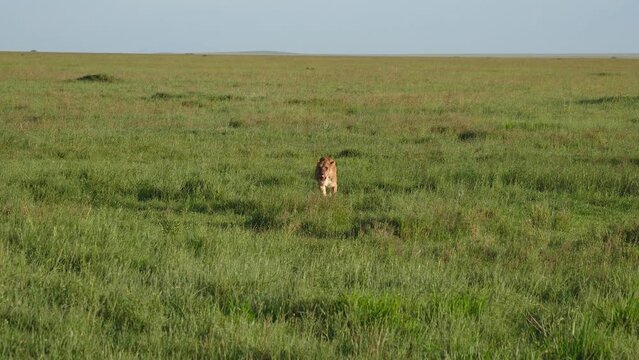 African Lioness Walks Through Pasture After Hunting And Eating Prey