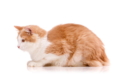 Side view of a beautiful domestic cat with white and red fur lying on a white background.