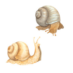 Watercolor snail on white background. Animal illustration for postcards, posters, textile design.