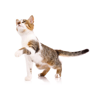 Cute domestic shorthair kitten stands on a white background with raised paw and looks up.