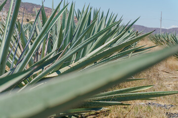 Espadin Agave, plant from which mezcal is obtained,selective focus