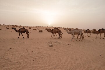 Fototapeta na wymiar Kamele in der Sahara