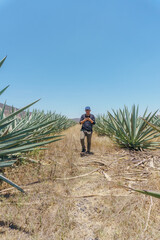 a man walking in an agave field
