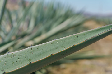 selective focus,Espadin Agave, plant from which mezcal is obtained