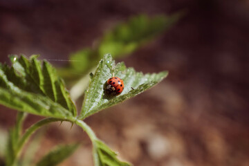 ladybug on grass
