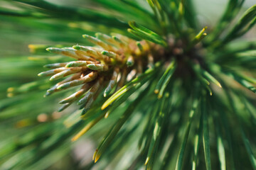 Naklejka na ściany i meble close up of pine needles