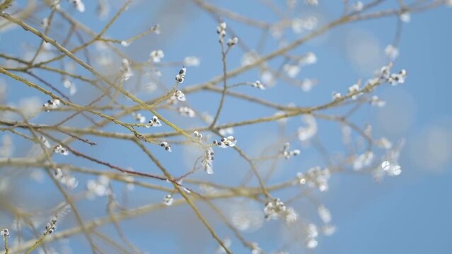 Willow branches ice covered move beautifully in wind. Easter symbol. Bokeh.