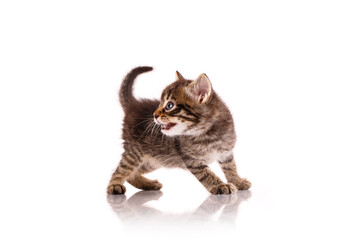 Aggressive small kitten on a white background.