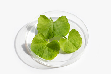 Fresh leaves of gotu kola in petri dishes on white background.