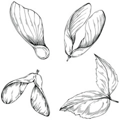 Acer negundo sketch drawing illustration. Maple nature engraved style illustration. Detailed plants product. The best for design logo, menu, label, icon, stamp.
