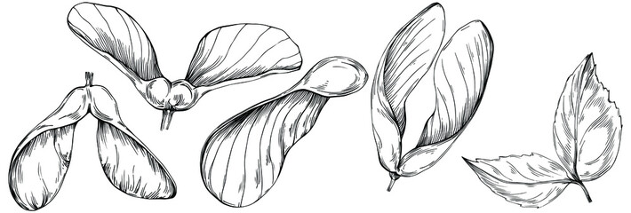 Acer negundo sketch drawing illustration. Maple nature engraved style illustration. Detailed plants product. The best for design logo, menu, label, icon, stamp.