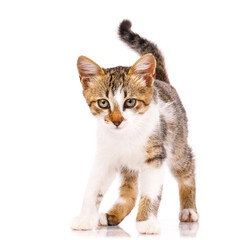 Portrait of a small kitten with a slightly upset expression. Isolated on a white background.