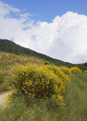 flowers in the mountains