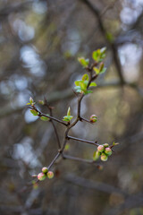 tree branch, the first leave in spring. buds in the trees bloom on a blurry background, selective focus