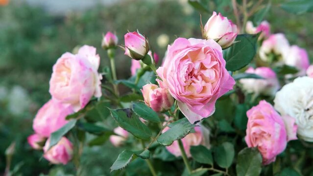 Beautiful and delicate pale pink roses in rose garden. Gardening concept. Slow motion