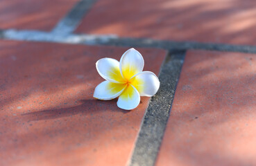 Fototapeta premium One white plumeria on the ground close up