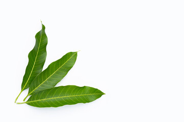 Mango leaves on white background.