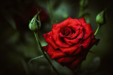 Beautiful big red rose growing in the garden. One lush opened flower head. Art card