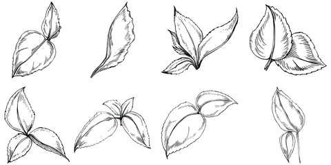 Mint vector isolated. Herbal engraved style illustration. Detailed organic product sketch. The best for design logo, menu, label, icon, stamp.