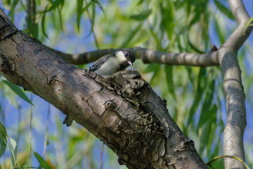東京ミッドタウンにいるシジュウカラの子ども