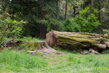 Sawn wood logs lie on the green grass in summer. A sunny summer day. the concept is the destruction of forests, harvesting firewood for winter in summer