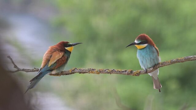 The breeding season, European bee eaters male and female (Merops apiaster)