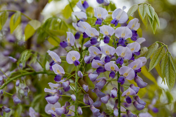Selective focus of purple flowers Wisteria sinensis or Blue rain, Chinese wisteria is species of flowering plant , Its twisting stems and masses of scented flowers in hanging racemes.