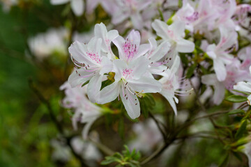 Fototapeta premium Lovely white Rhododendron flower selective focus, blurred background. Close-up view to beautiful blooming white rhododendron i