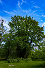 parkowe drzewo w  Wojnowicach