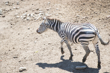 Fototapeta na wymiar Zebra in zoo, daylight and sunlight