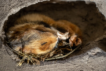 The hamster sleeps in its burrow. The European hamster (Cricetus cricetus) - common hamster is...