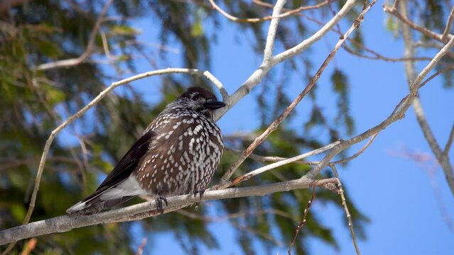 spotted nutcracker sitting on a branch against the blue sky Tatra National Park. Zakopane, Poland