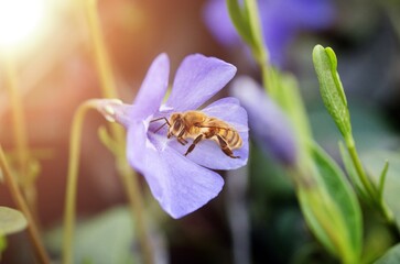Bee and flower. A large bee collecting pollen on flower on a Sunny day. Summer and spring backgrounds