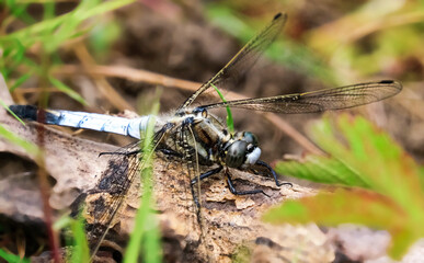 A dragonfly sits on an old weathered log, with a blurred natural background in the background. Selective focus, shallow depth of field
