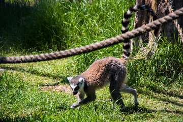 Lemur in Tbilisi zoo, Georgia