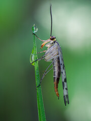 Seitliche Nahaufnahme einer Skorpionsfliege die an einen mit Wassertropfen benetzten Grashalm sitzt.