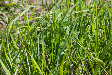 Green grass background, sunlight and green color, shadows and lights