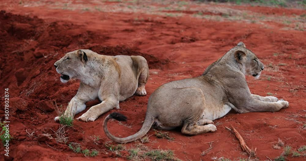 Sticker a family of lions rest in the tsavo reserve